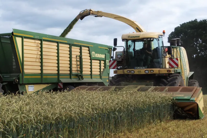 Ganzpflanzensilage-Ernte mit Häcksler und Direktschneidwerk